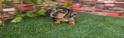 Teckel Miniatura perros en venta: TECKEL MINIATURA ARLEQUIN - Anuncio 3