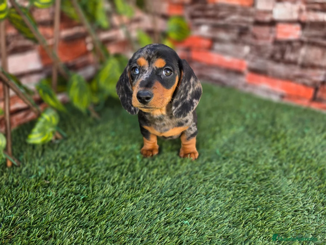 Teckel Miniatura perros en venta: TECKEL MINIATURA ARLEQUIN - Anuncio 3
