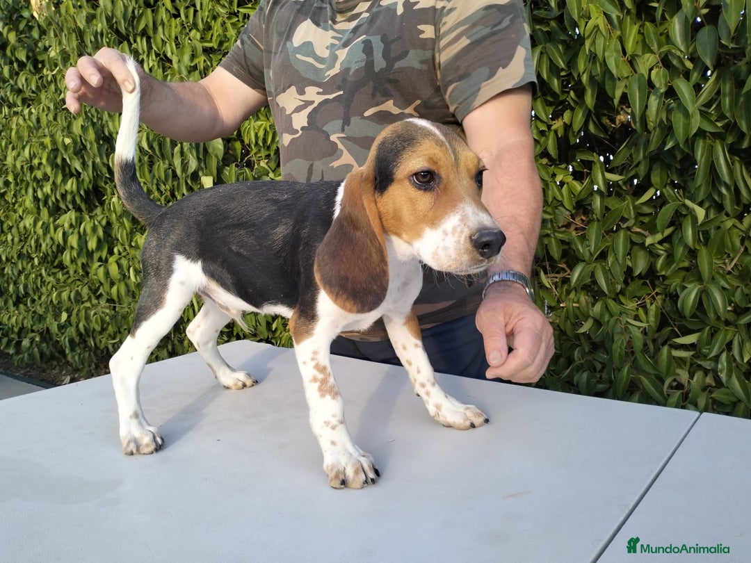 Beagle perros en venta: CACHORRO DE BEAGLE - Imagen 3