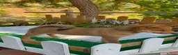 Shiba Inu perros en venta: Shiba Inu espectaculares Hembras Preciosos  - Anuncio 3