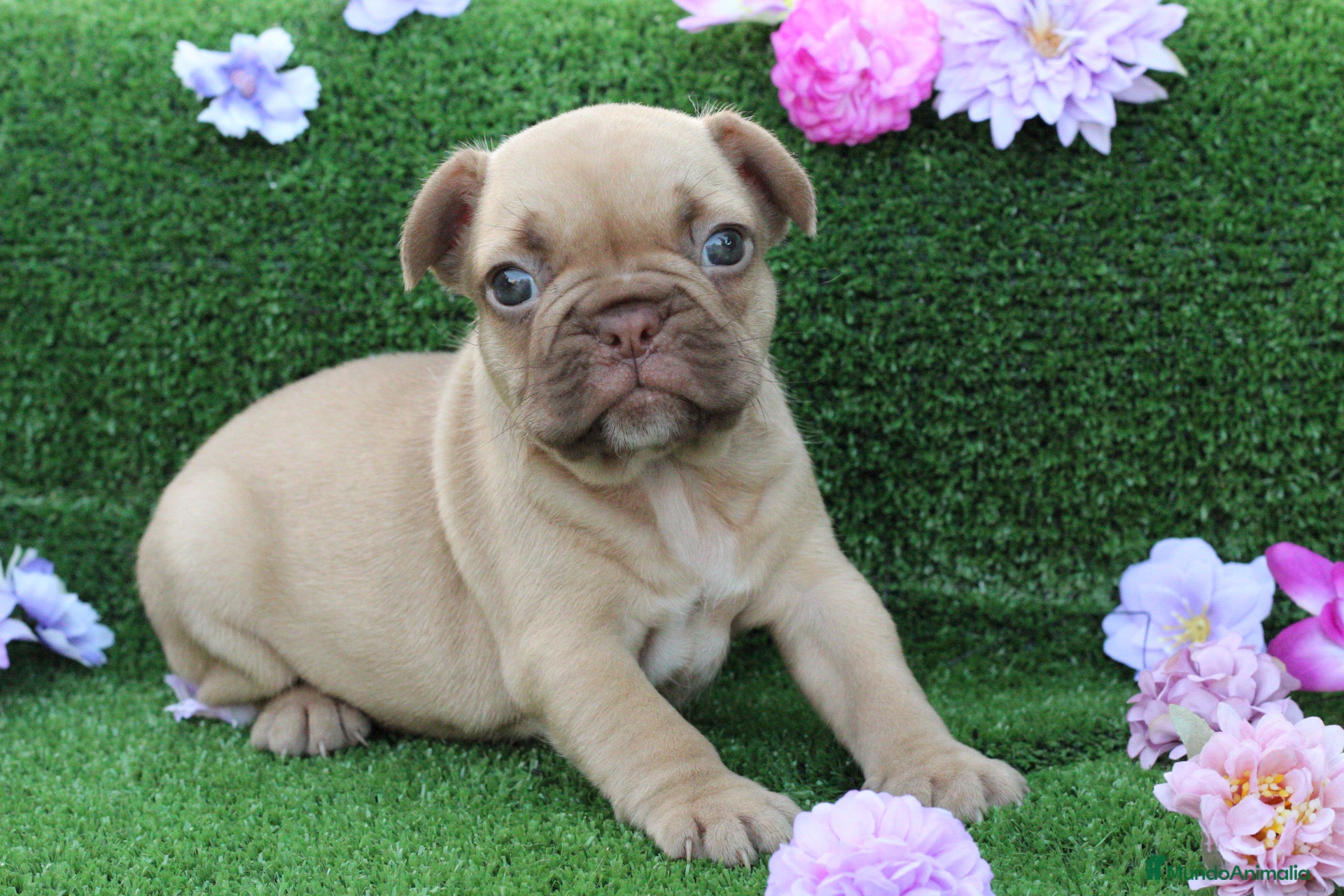Bulldog Francés perros en venta: Bulldog francés exóticos  - Anuncio 3
