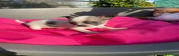 Chihuahua perros en venta: PRECIOSOS CHIHUAHUA RUSO Y ASIÁTICO  - Anuncio 8