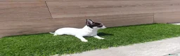 Chihuahua perros en venta: Chihuahua - Anuncio 4