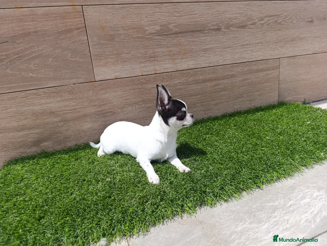 Chihuahua perros en venta: Chihuahua - Anuncio 4