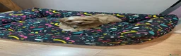 Maltipoo perros en venta: Maltipoo preciosos - Anuncio 1