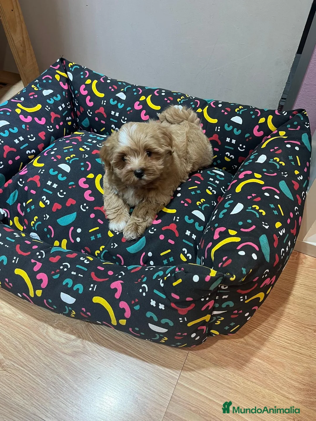 Maltipoo perros en venta: Maltipoo preciosos - Anuncio 1