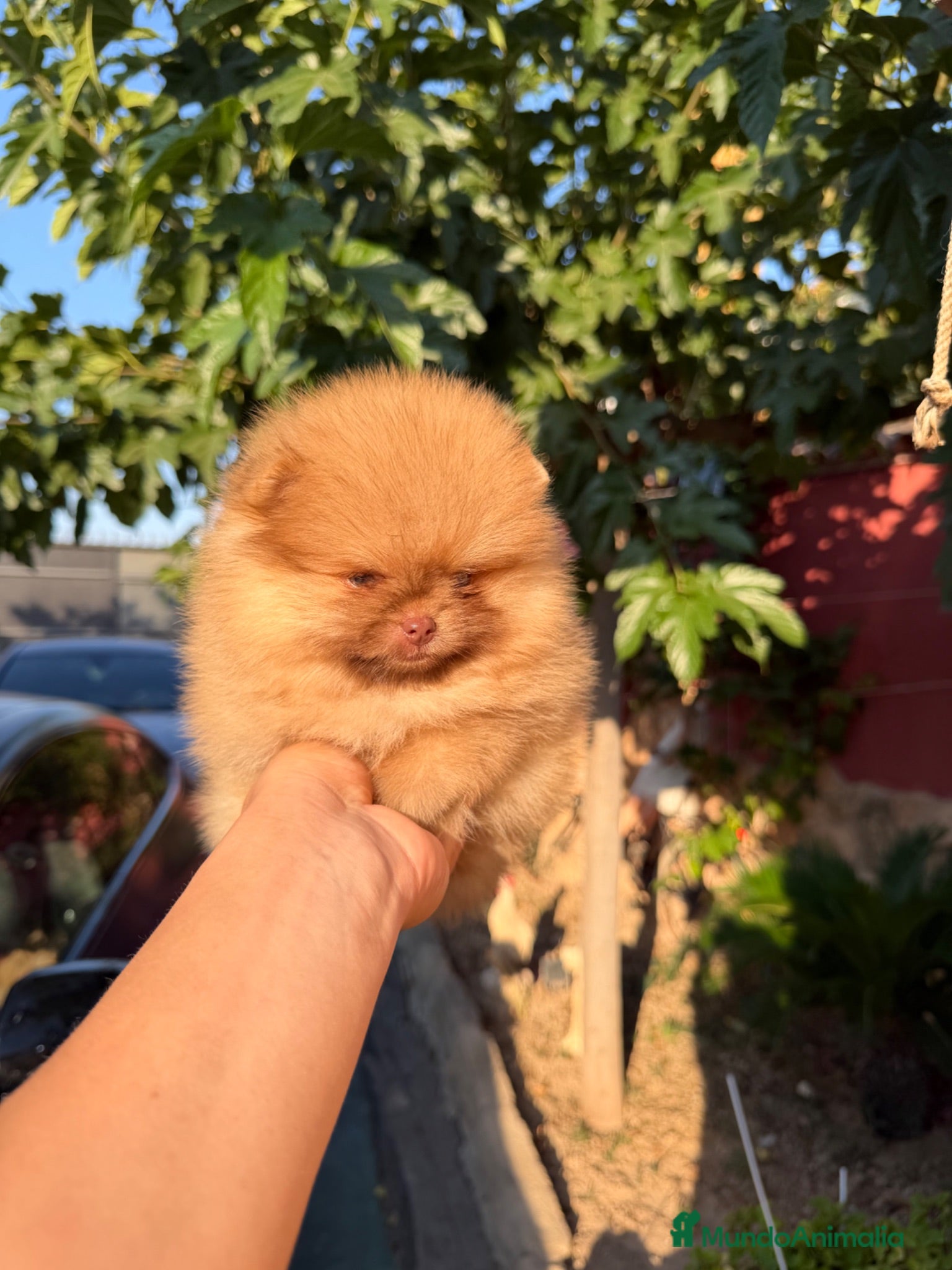 Pomerania perros Excelente Pomerania toy - Anuncio 1