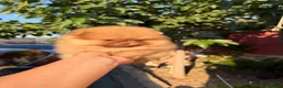 Pomerania perros en venta: Excelente Pomerania toy - Anuncio 4