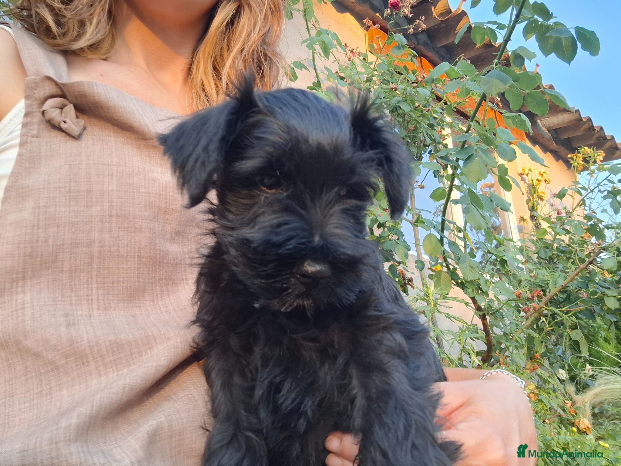 Schnauzer Miniatura perros SCHNAUZER MINIATURA - Anuncio 2