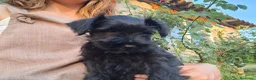 Schnauzer Miniatura perros en venta: SCHNAUZER MINIATURA - Anuncio 2