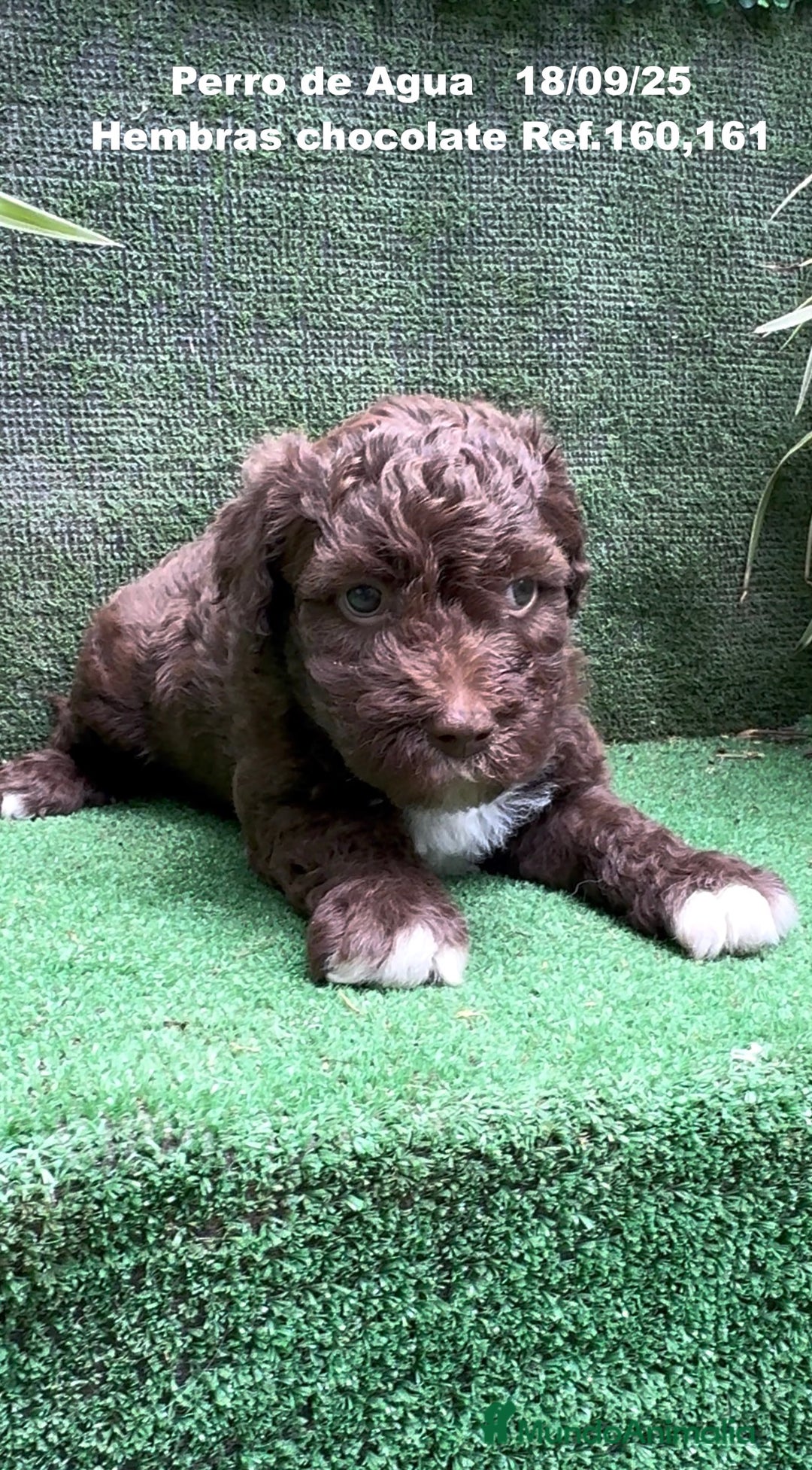 Perro de Agua Español perros en venta: Perro de Agua Español - Imagen 9