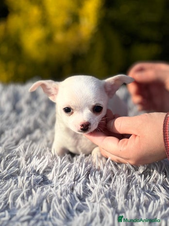 Chihuahua perros en Barcelona - Anuncio 15