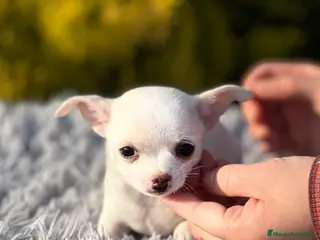 Chihuahua perros CHIHUAHUA TOY HEMBRA DISPONIBLE en Barcelona - Anuncio 16
