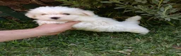 Bichón Maltés perros en venta: Bichón Maltés Machos y Hembras - Anuncio 6