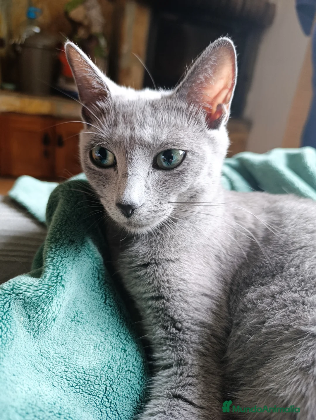 Azul Ruso gatos en venta: Cachorros azul ruso - Anuncio 1