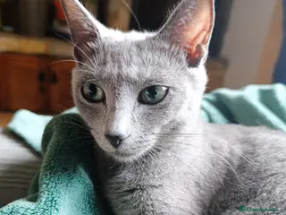 Azul Ruso gatos Cachorros azul ruso - Anuncio 5