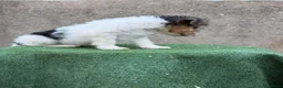 Fox Terrier de Pelo Duro perros en venta: Fox terrier pelo duro  - Anuncio 12