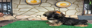 Shih Tzu 1