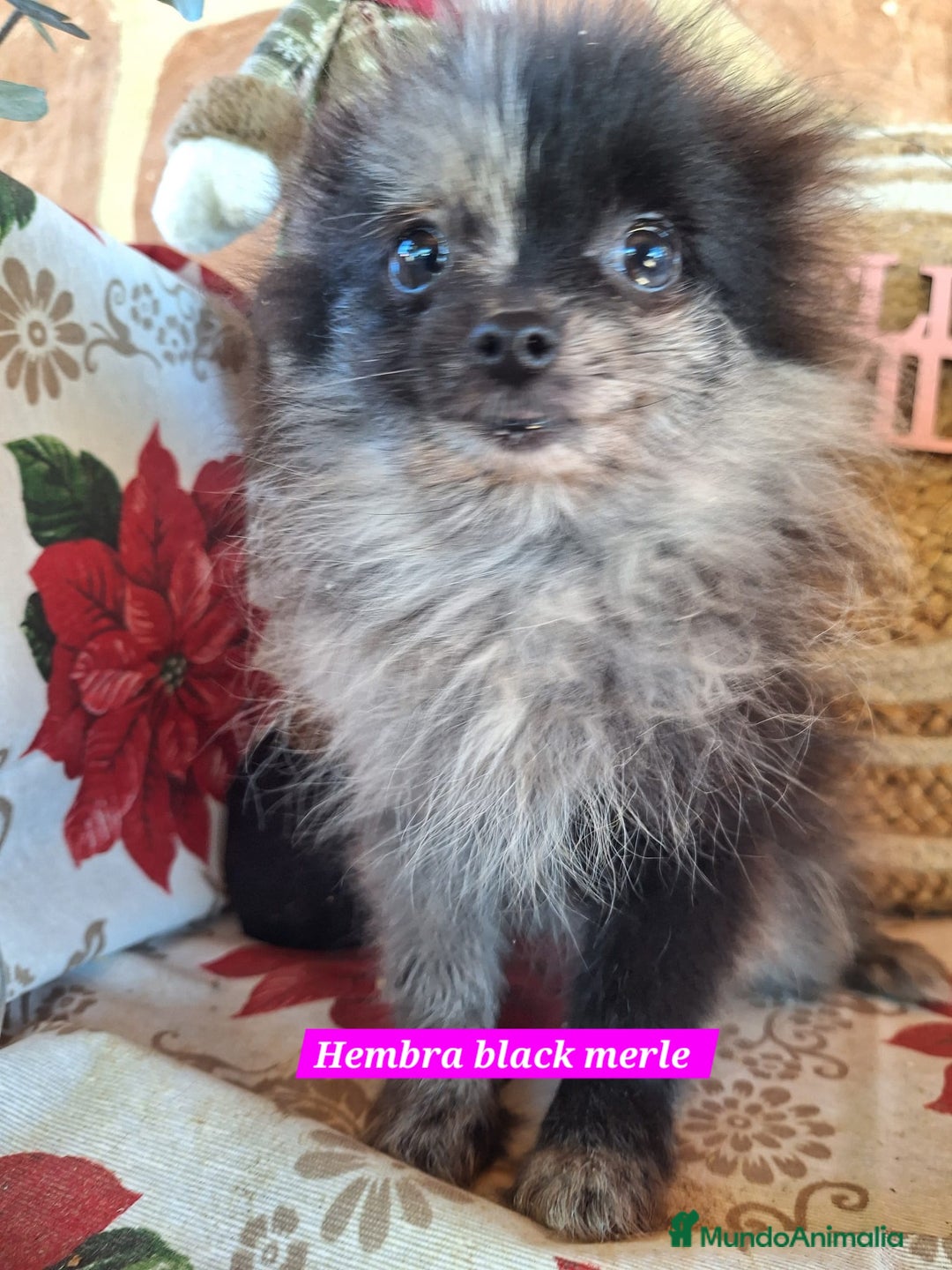 Pomerania perros en venta: Pomeranias merle,black merle¡¡Toy!! - Anuncio 1