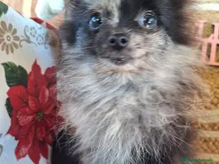 Pomerania perros Pomeranias merle,black merle¡¡Toy!! - Anuncio 10