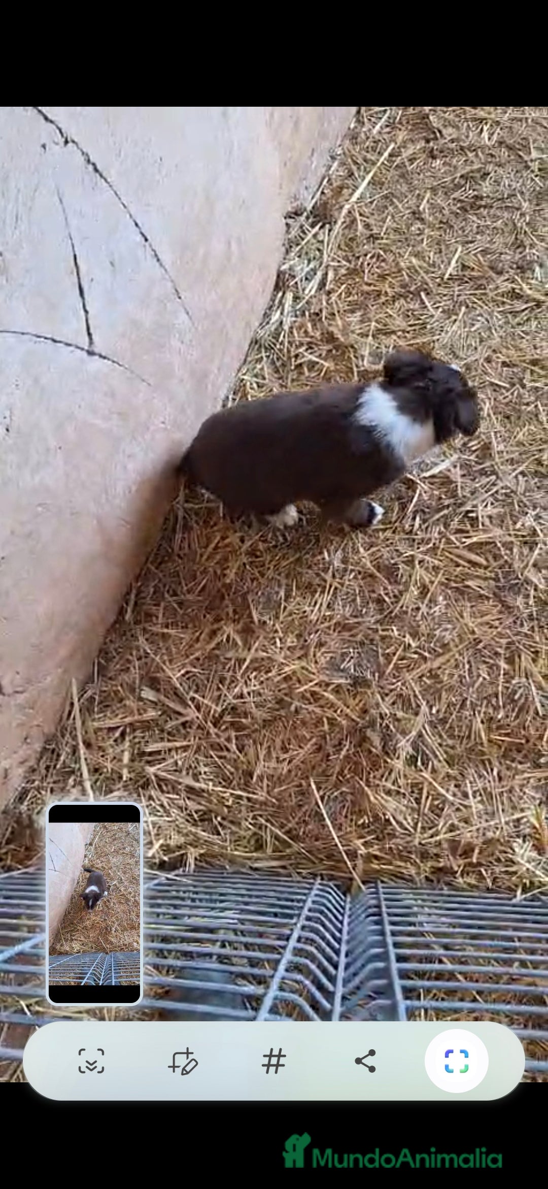 Border Collie perros Bordes collie hembra  - Anuncio 12