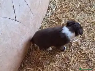 Border Collie perros Bordes collie hembra - Anuncio 12