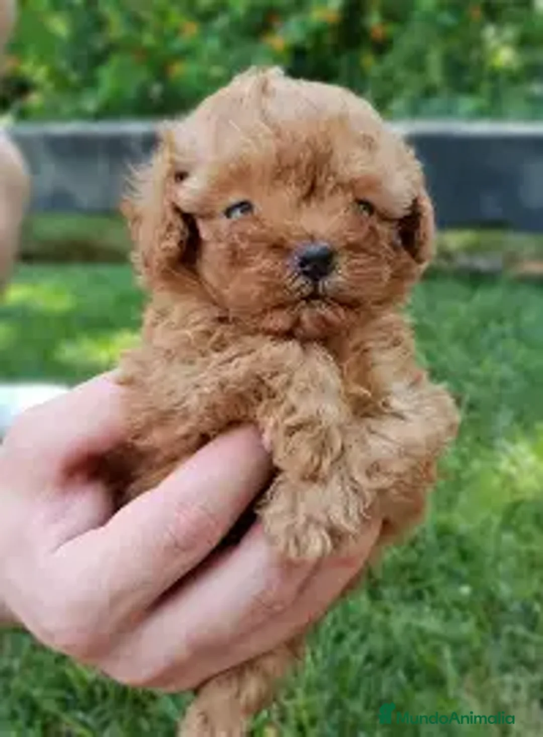 Caniche Toy perros en venta: CACHORRO CANICHE TOY en Cáceres - Anuncio 1