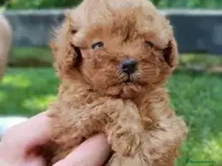 Caniche Toy perros CACHORRO CANICHE TOY - Anuncio 11