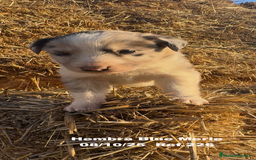 Border Collie perros en venta: Border Collie Blue Merle - Anuncio 6