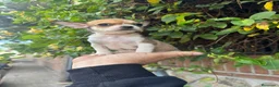 Chihuahua perros en venta: Chihuahua toy  - Anuncio 8