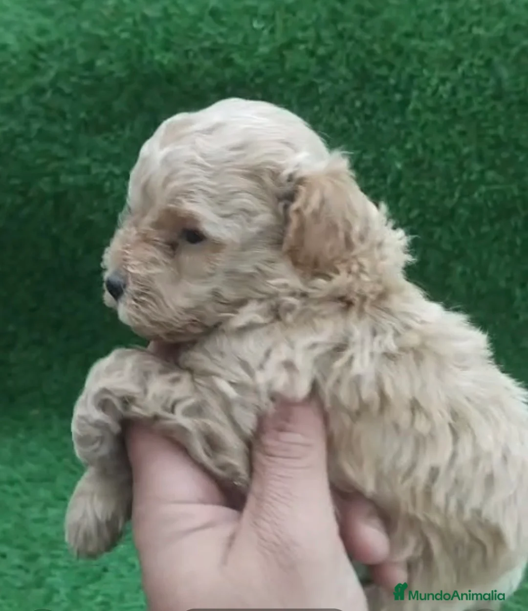 Caniche Toy perros en venta: Caniches machos mini toys - Anuncio 2