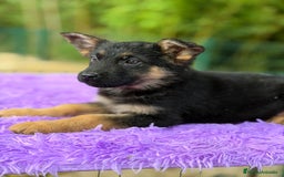 Pastor Alemán perros en venta: Pastor alemán  - Anuncio 7