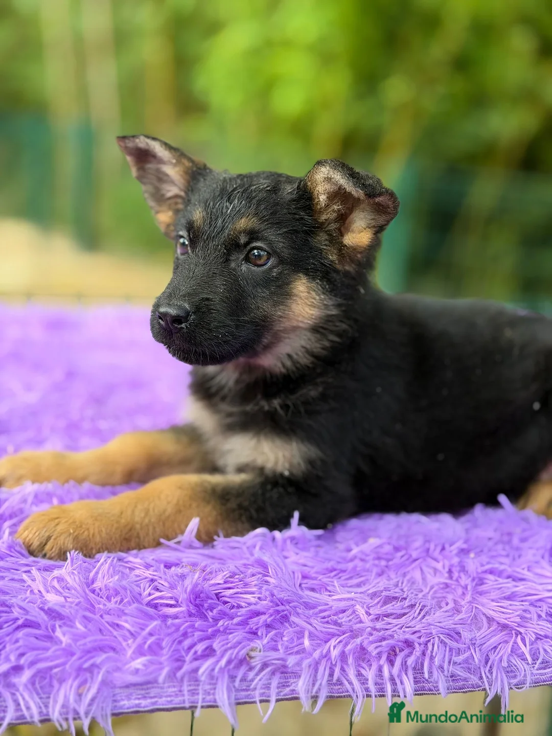 Pastor Alemán perros en venta: Pastor alemán  - Anuncio 7