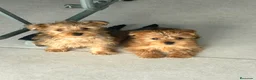 Yorkshire Terrier perros en venta: Yorkshire dorado - Anuncio 3