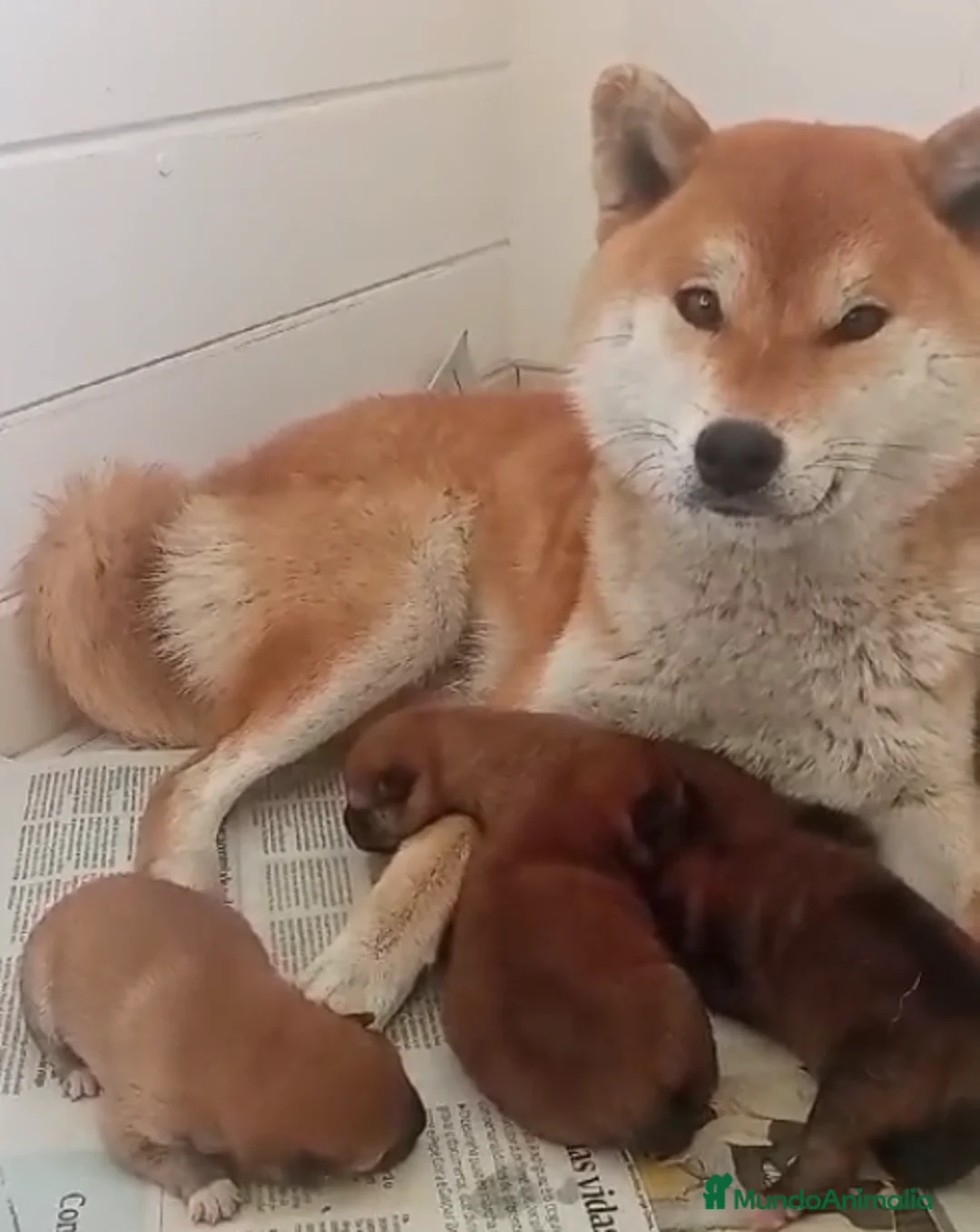 Shiba Inu perros en venta: SHIBA INU NIETOS DE CAMPEONES - Anuncio 1