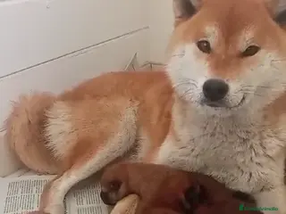 Shiba Inu perros SHIBA INU NIETOS DE CAMPEONES - Anuncio 1