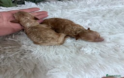 Caniche Toy perros en venta: CANICHE TOY - Imagen 27