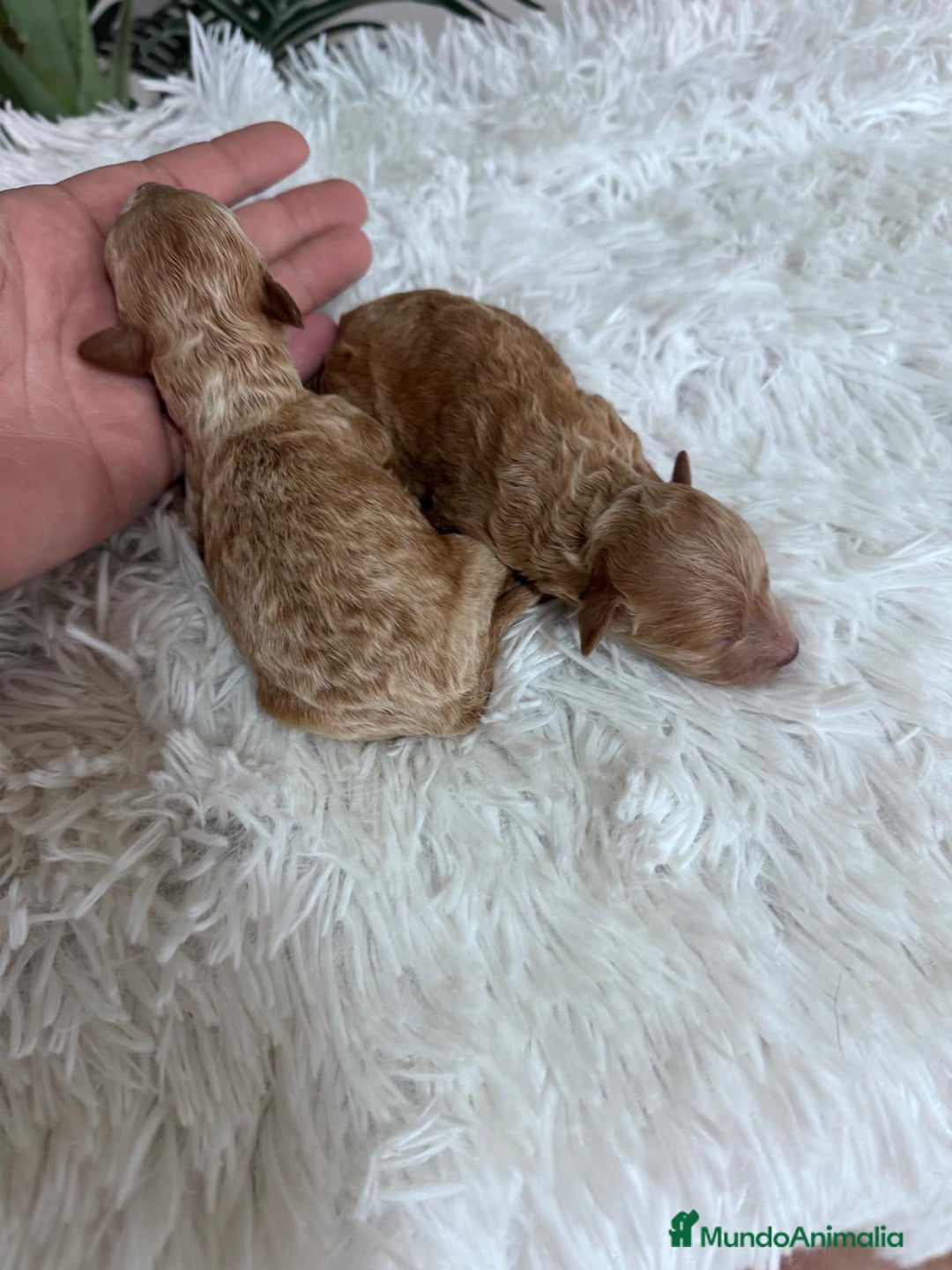 Caniche Toy perros en venta: CANICHE TOY - Imagen 27