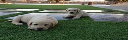 Labrador Retriever perros en venta: Cachorros labrador amarillo con pedigree  - Anuncio 6