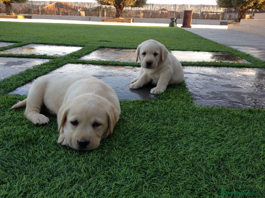 Labrador Retriever perros en venta: Cachorros labrador amarillo con pedigree  - Anuncio 6