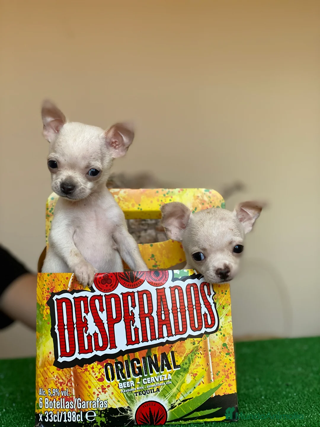 Chihuahua perros en venta: Chihuahuas Toy !  en Ciudad Real - Anuncio 4