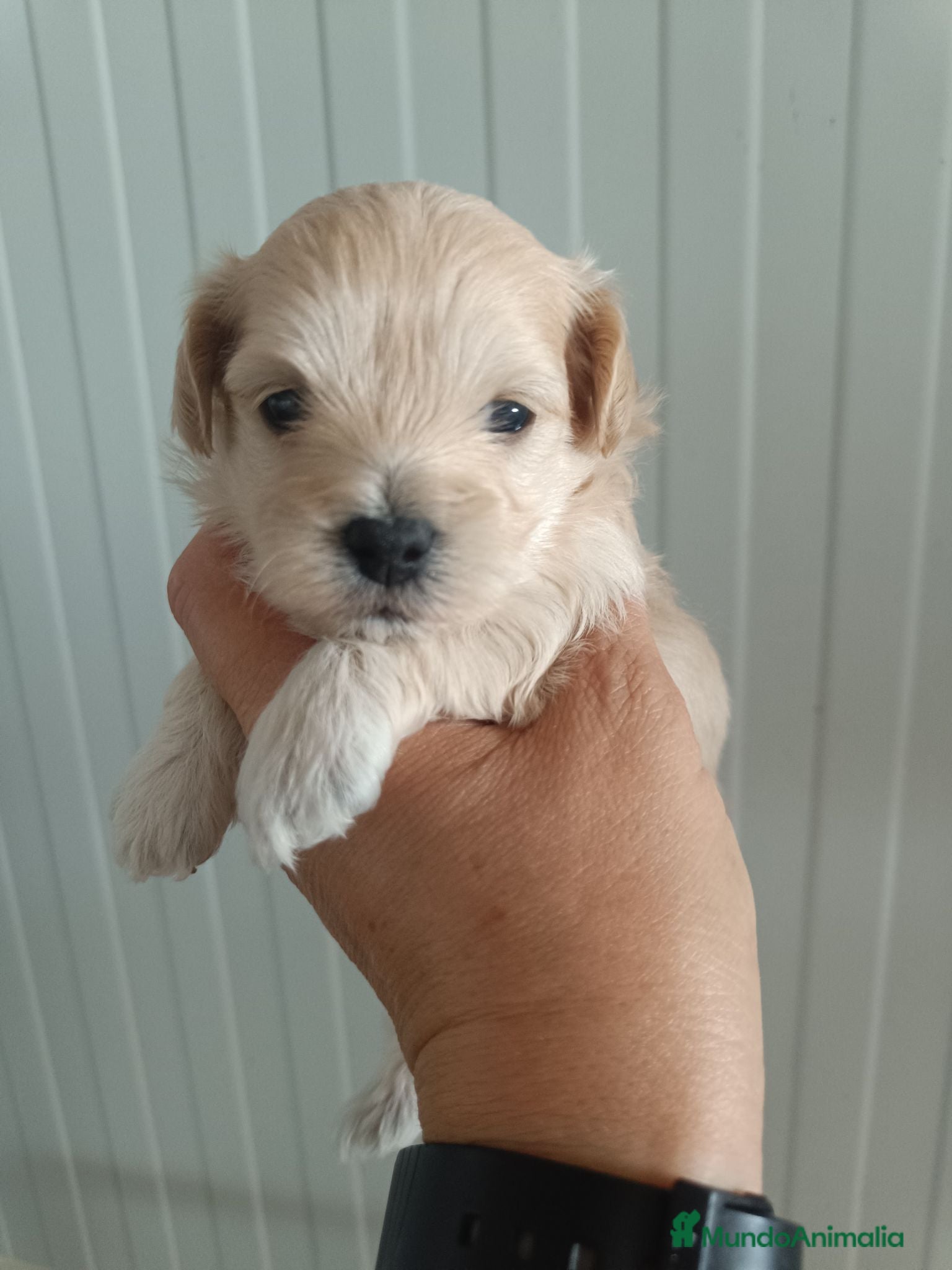 Maltipoo perros Maltipoo  - Anuncio 1
