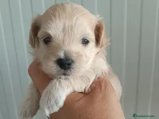 Maltipoo perros Maltipoo - Anuncio 1