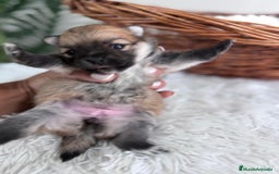 Pomerania perros en venta: POMERANIA HEMBRA - Imagen 5