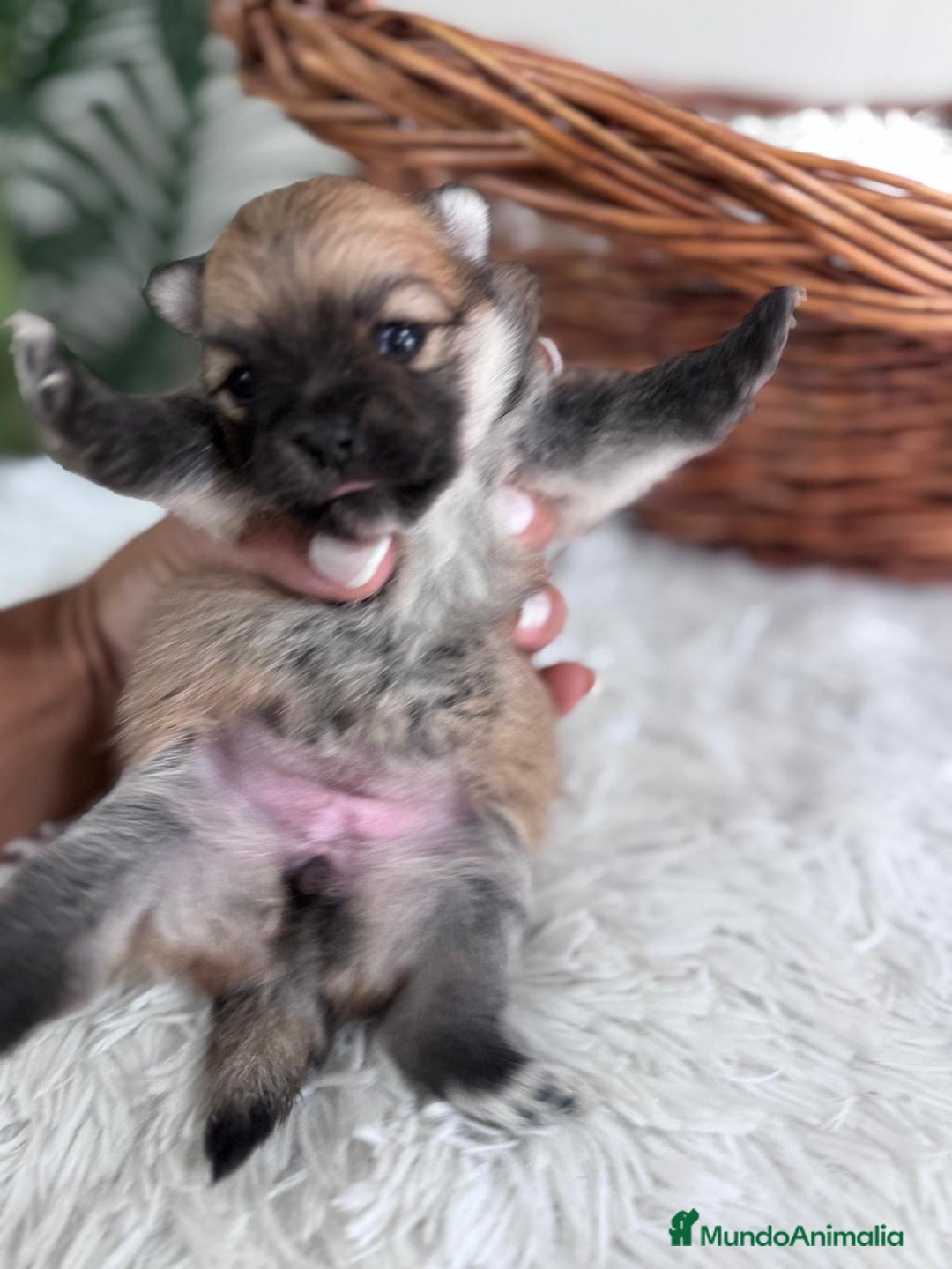 Pomerania perros en venta: POMERANIA HEMBRA - Imagen 5