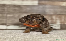 Teckel Miniatura perros en venta: TECKEL MINIATURA Y KANINCHEN - Imagen 5