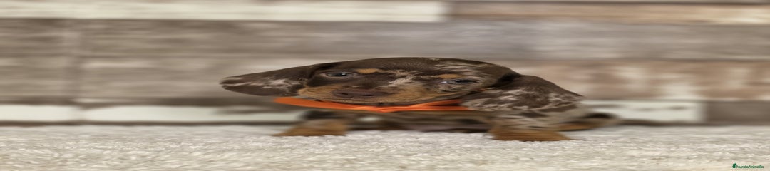 Teckel Miniatura Cachorro 6