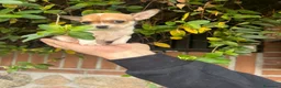 Chihuahua perros en venta: Chihuahua toy  - Anuncio 13