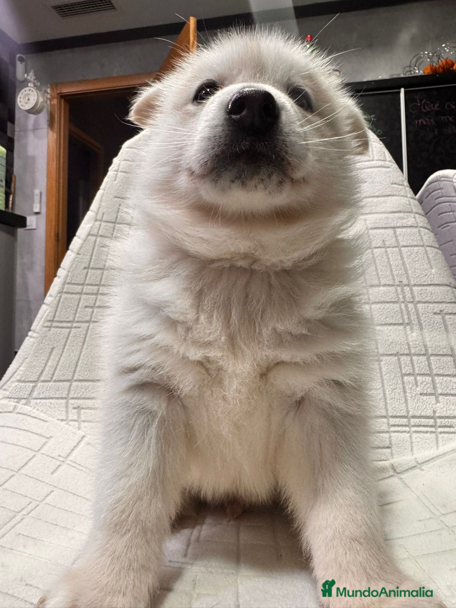 Pomsky perros Cachorro macho de Pomsky buen precio - Anuncio 2