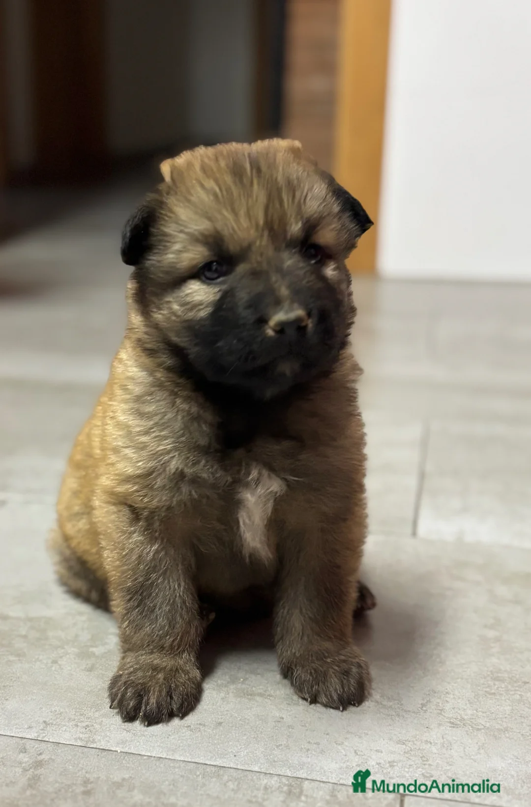 Pastor del Cáucaso perros en venta: Pastor del caucaso macho🩵🐾🐶 en Alicante - Anuncio 1